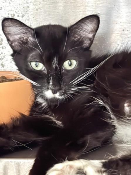 BALI, Adoptable, Adult Female Domestic Short Hair.