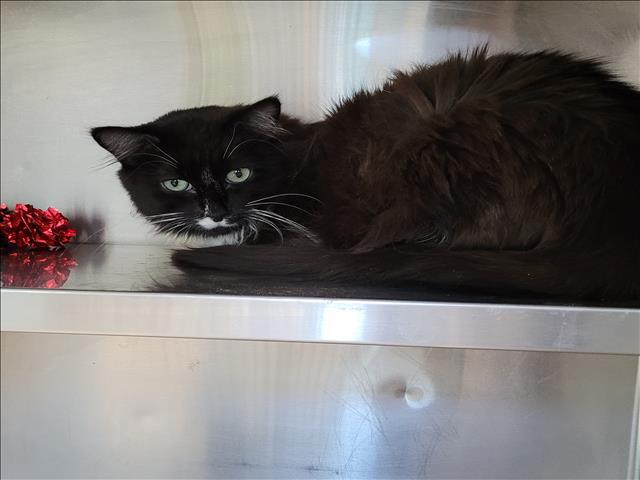 BALI, Adoptable, Adult Female Domestic Short Hair.