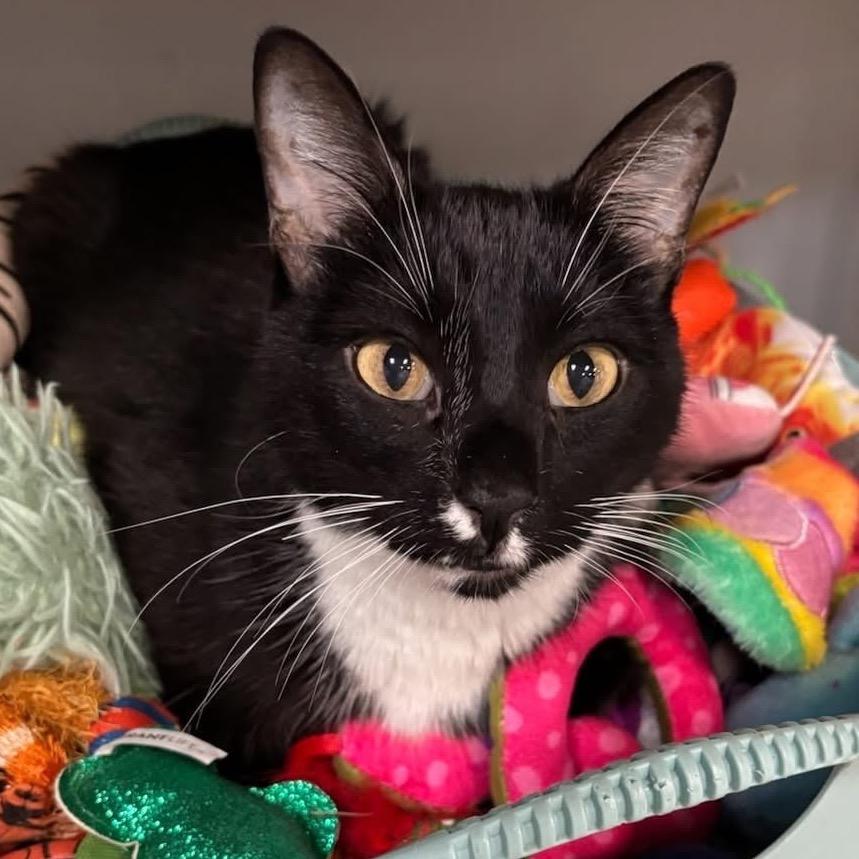 Enlarge Jumper, a Adoptable Domestic Short Hair in Shawnee, KS image 1/6