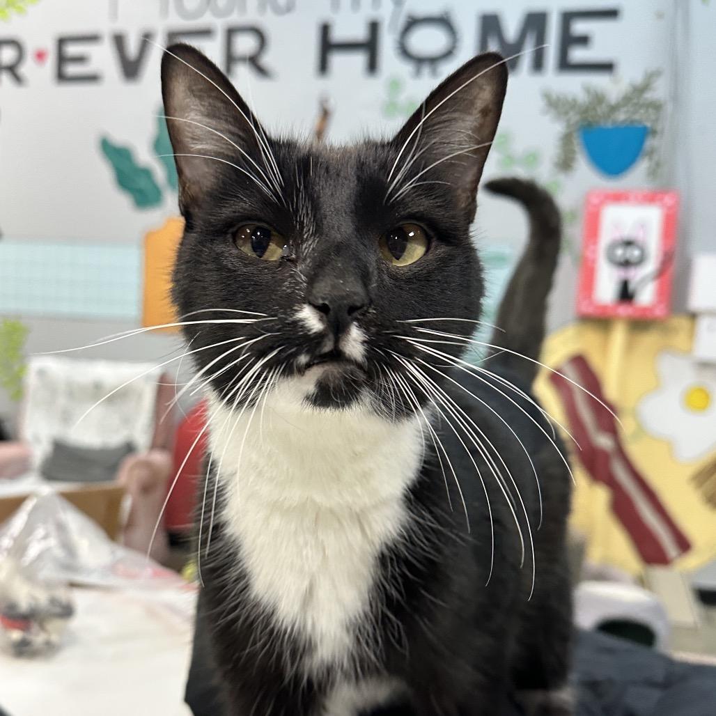 Enlarge Jumper, a Adoptable Domestic Short Hair in Shawnee, KS image 2/6