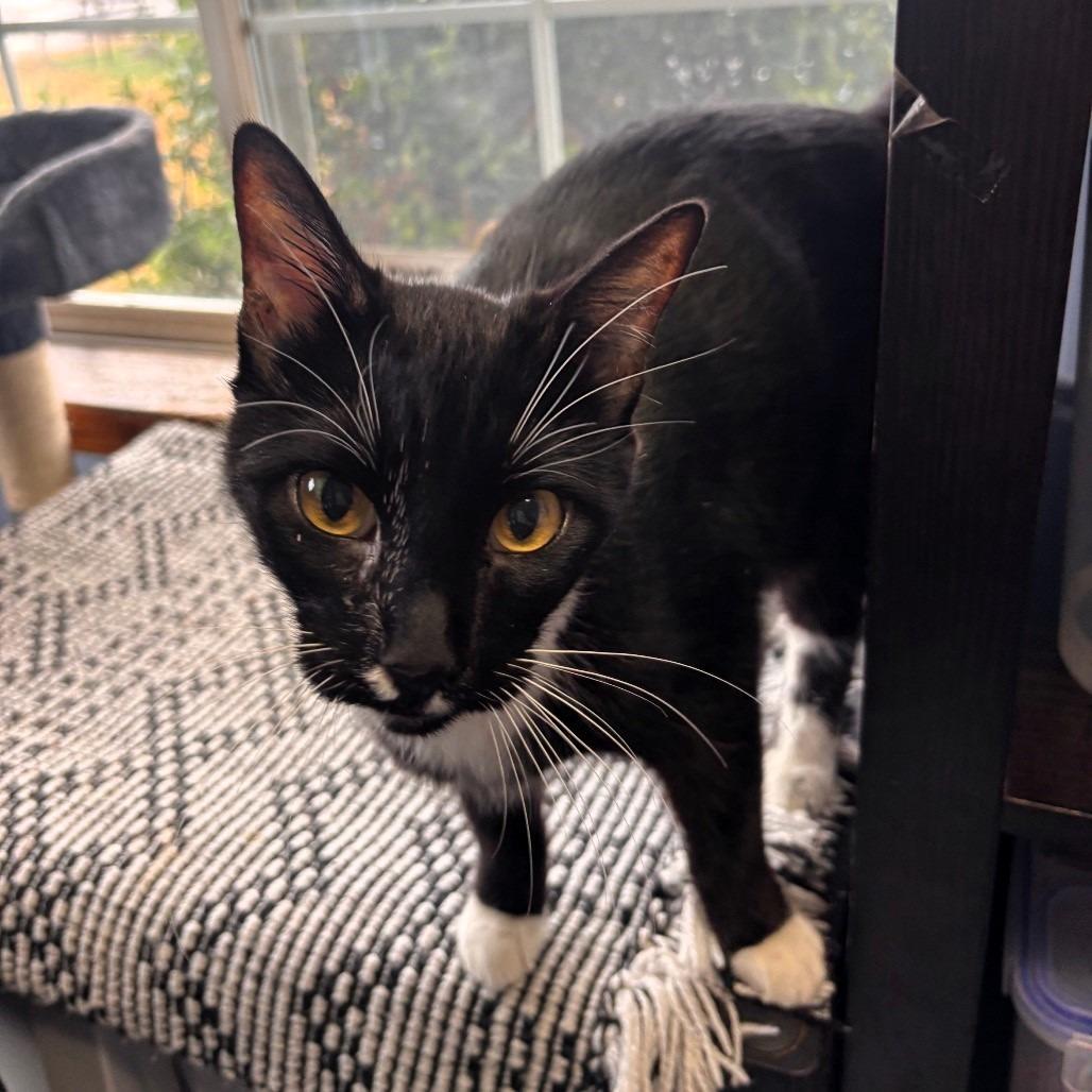 Enlarge Jumper, a Adoptable Domestic Short Hair in Shawnee, KS image 3/6