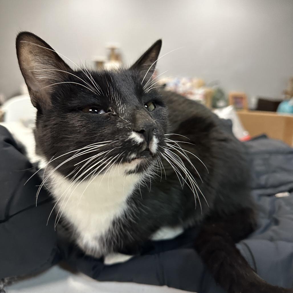 Enlarge Jumper, a Adoptable Domestic Short Hair in Shawnee, KS image 4/6