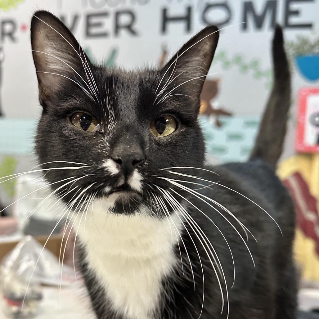 Enlarge Jumper, a Adoptable Domestic Short Hair in Shawnee, KS image 5/6