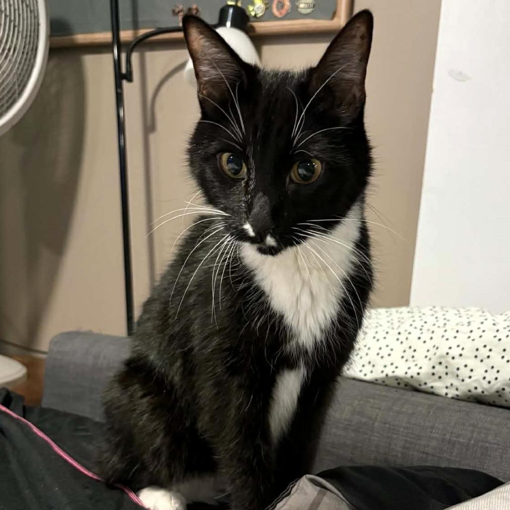 Enlarge Jumper, a Adoptable Domestic Short Hair in Shawnee, KS image 6/6