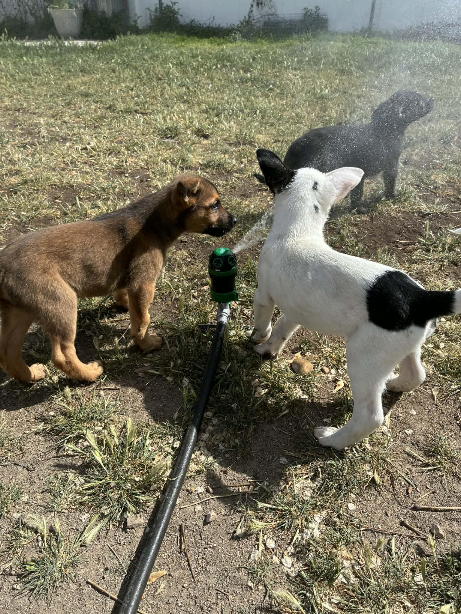 Cypress, Adoptable, Puppy Male Shepherd.