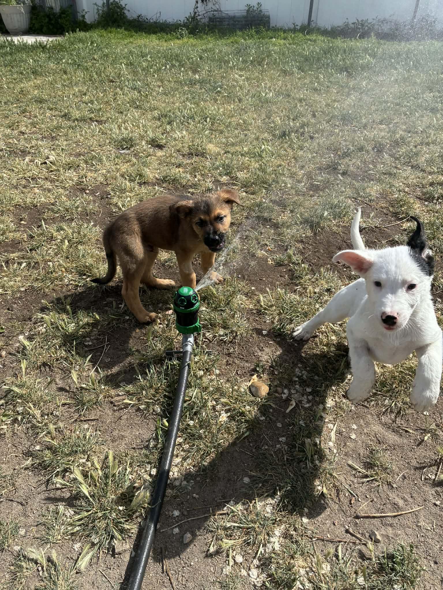 Cypress, a Adoptable Shepherd in Salt Lake City, UT image 3/3