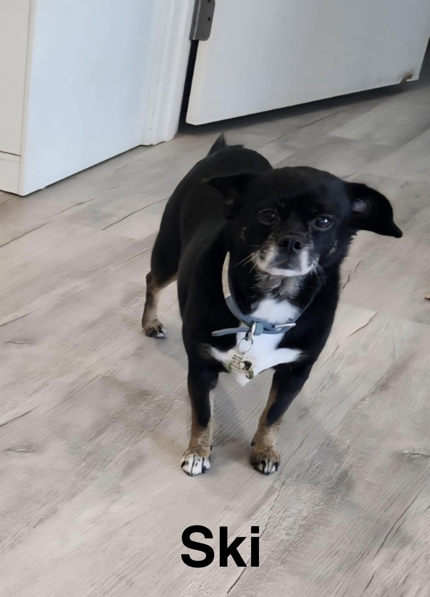 Ski, Adoptable, Senior Female Chihuahua & Pug.