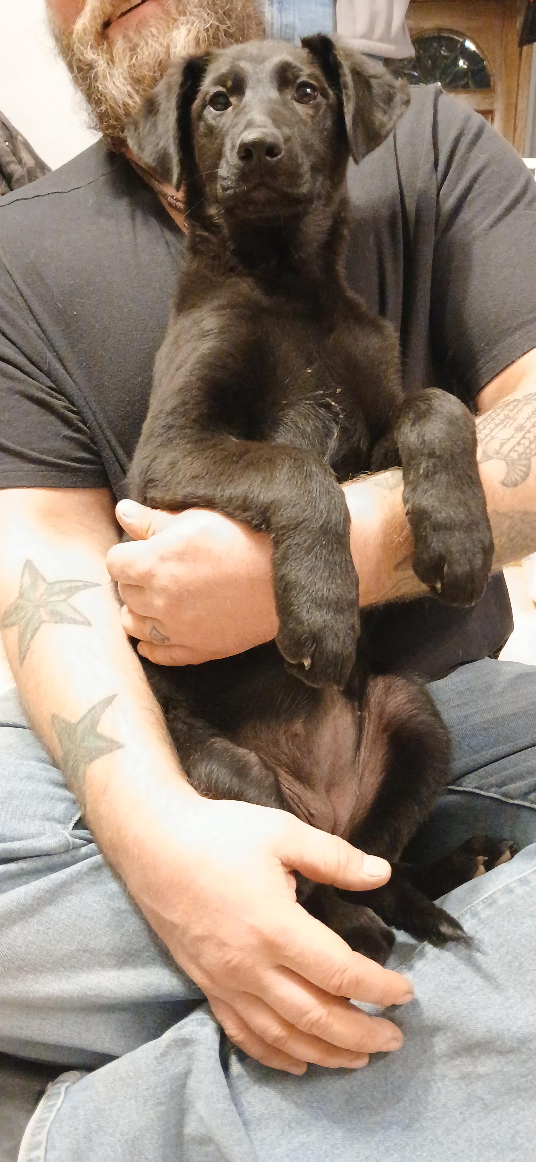 Runa, a ADOPTABLE Mixed Breed in Kenosha, WI image 2/4