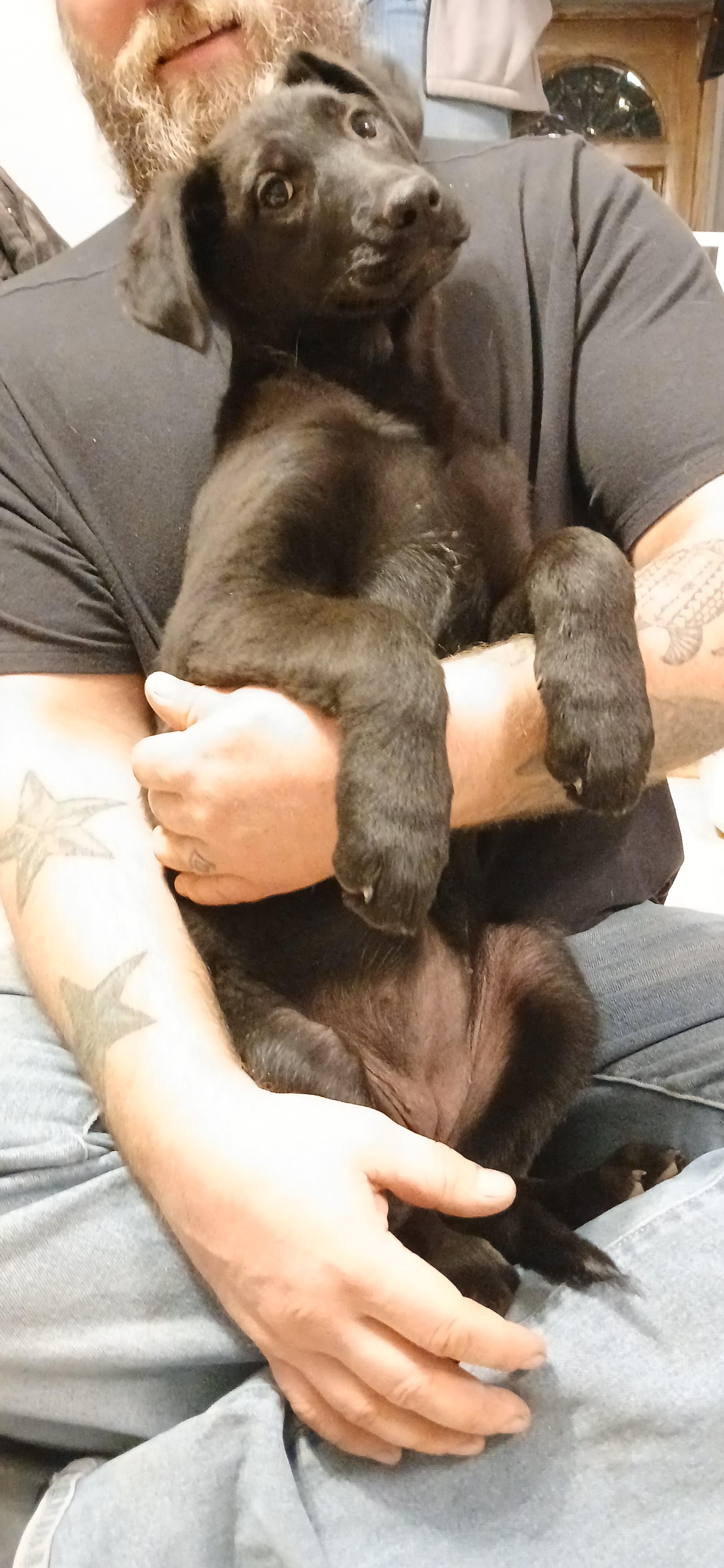 Runa, ADOPTABLE, Puppy Female Mixed Breed.