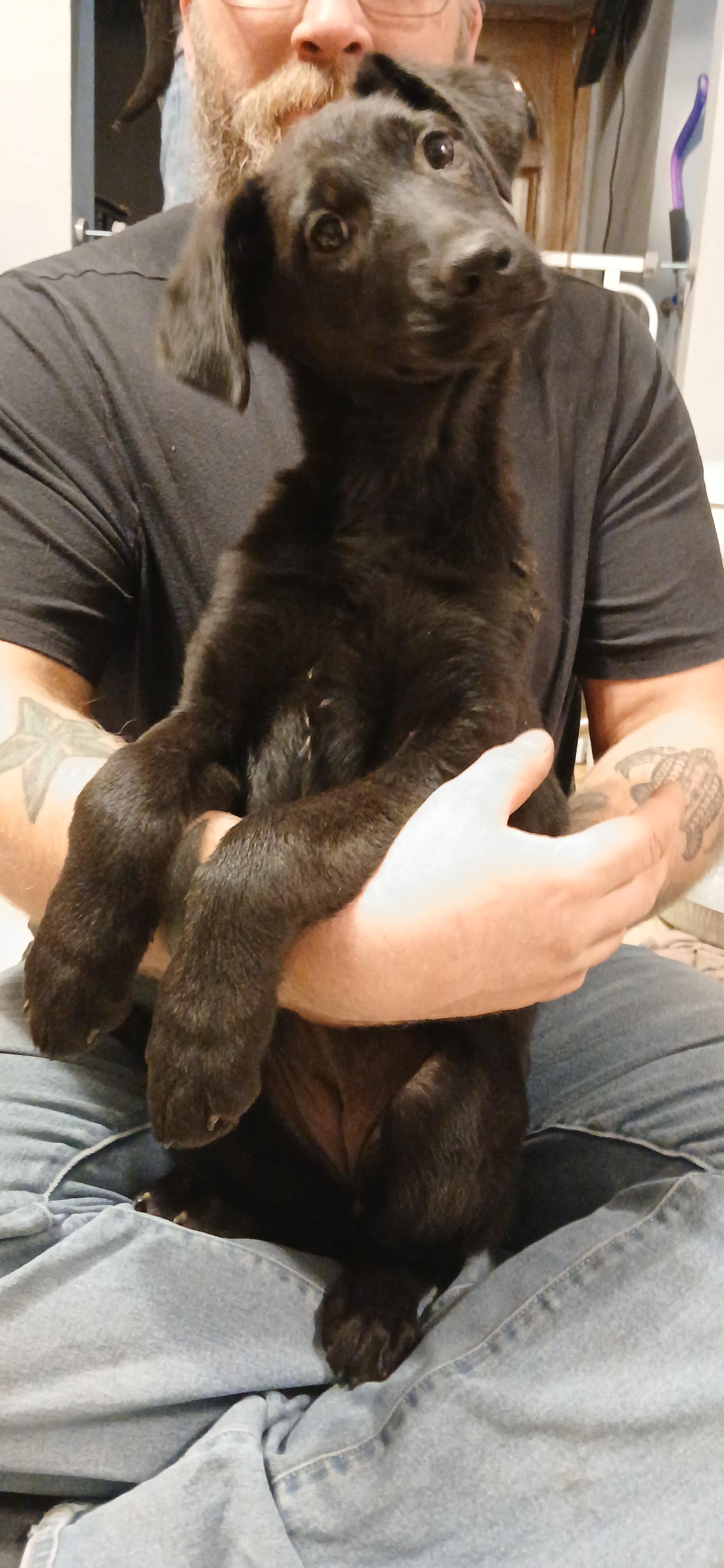 Runa, a ADOPTABLE Mixed Breed in Kenosha, WI image 3/4