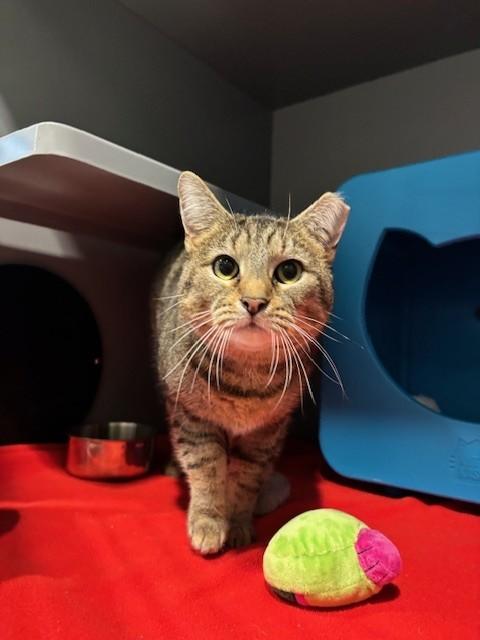 Enlarge ANNIE, a Adoptable Domestic Short Hair in Leesburg, VA image 1/1