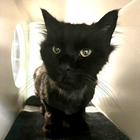 Leonidas, Adoptable, Senior Male Domestic Medium Hair.