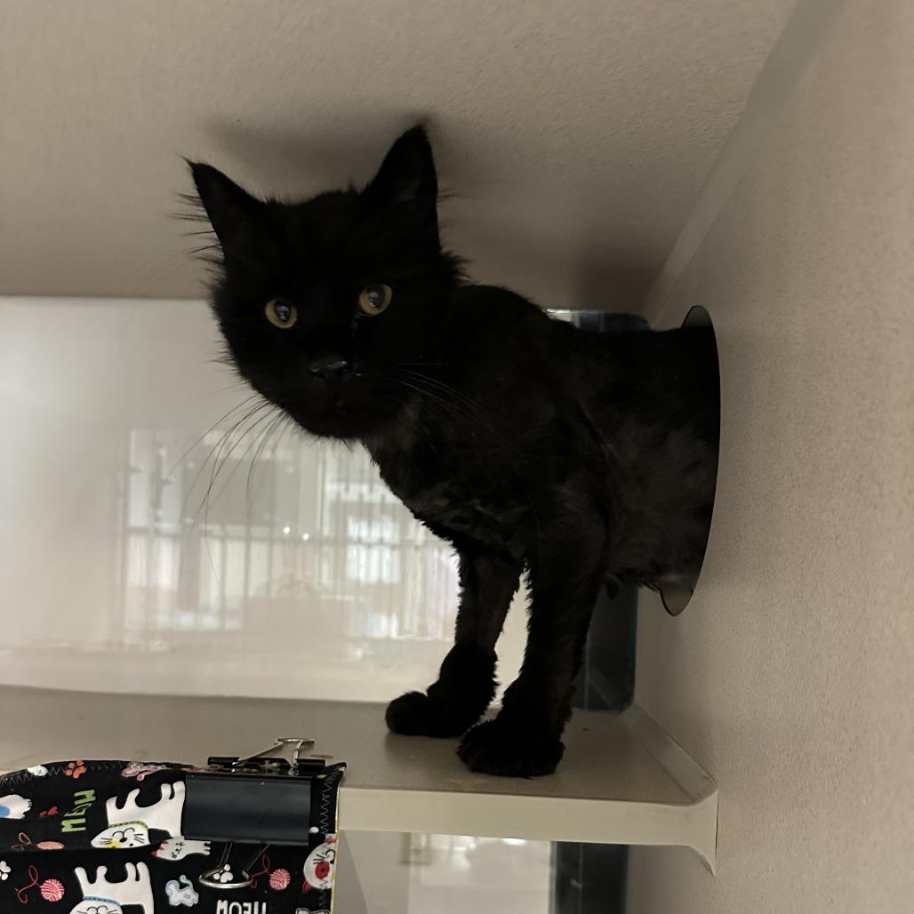 Enlarge Leonidas, a Adoptable Domestic Medium Hair in Tacoma, WA image 2/2