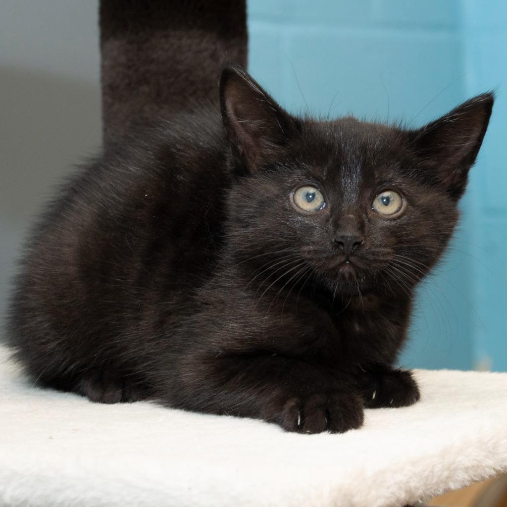 Ouija, Adoptable, Kitten Female Domestic Short Hair.