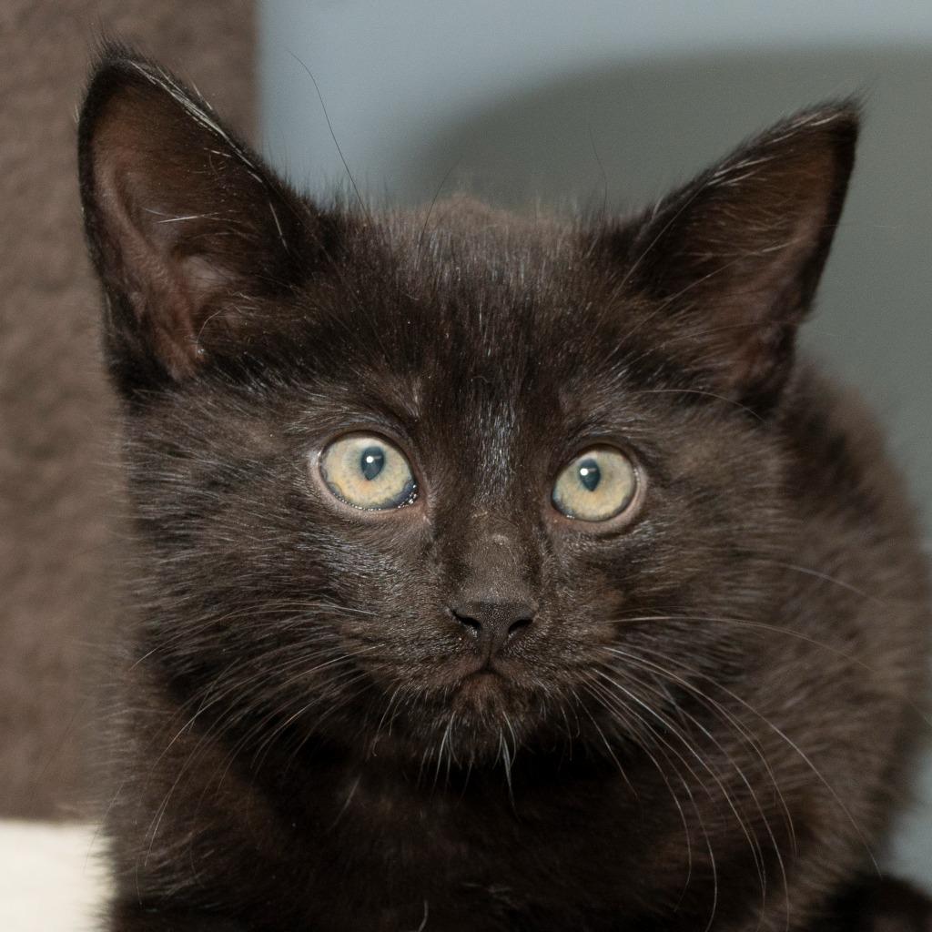 Enlarge Ouija, a Adoptable Domestic Short Hair in Troy, OH image 2/2