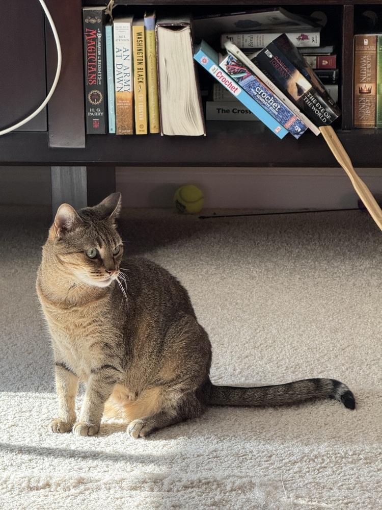 Portia, Adoptable, Adult Female Domestic Short Hair.