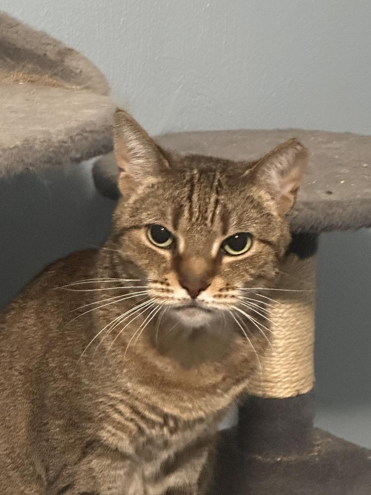 Portia, a Adoptable Domestic Short Hair in Virginia Beach, VA image 2/3
