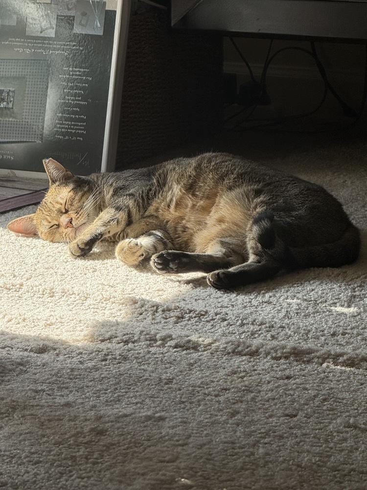 Portia, a Adoptable Domestic Short Hair in Virginia Beach, VA image 3/3