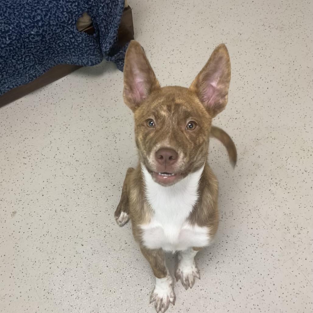 Ella, Adoptable, Puppy Female Terrier & Mixed Breed.