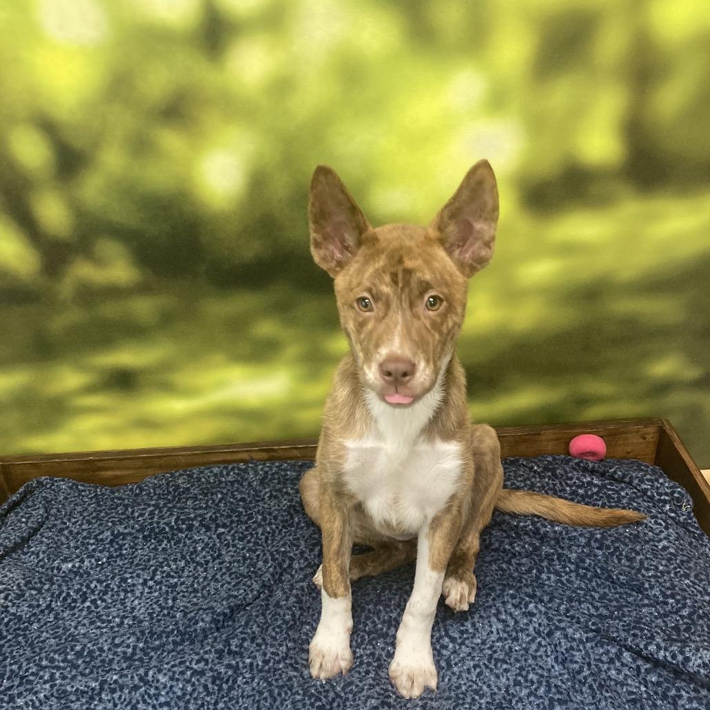 Ella, a Adoptable mixed breed in Auburn, NH image 2/5