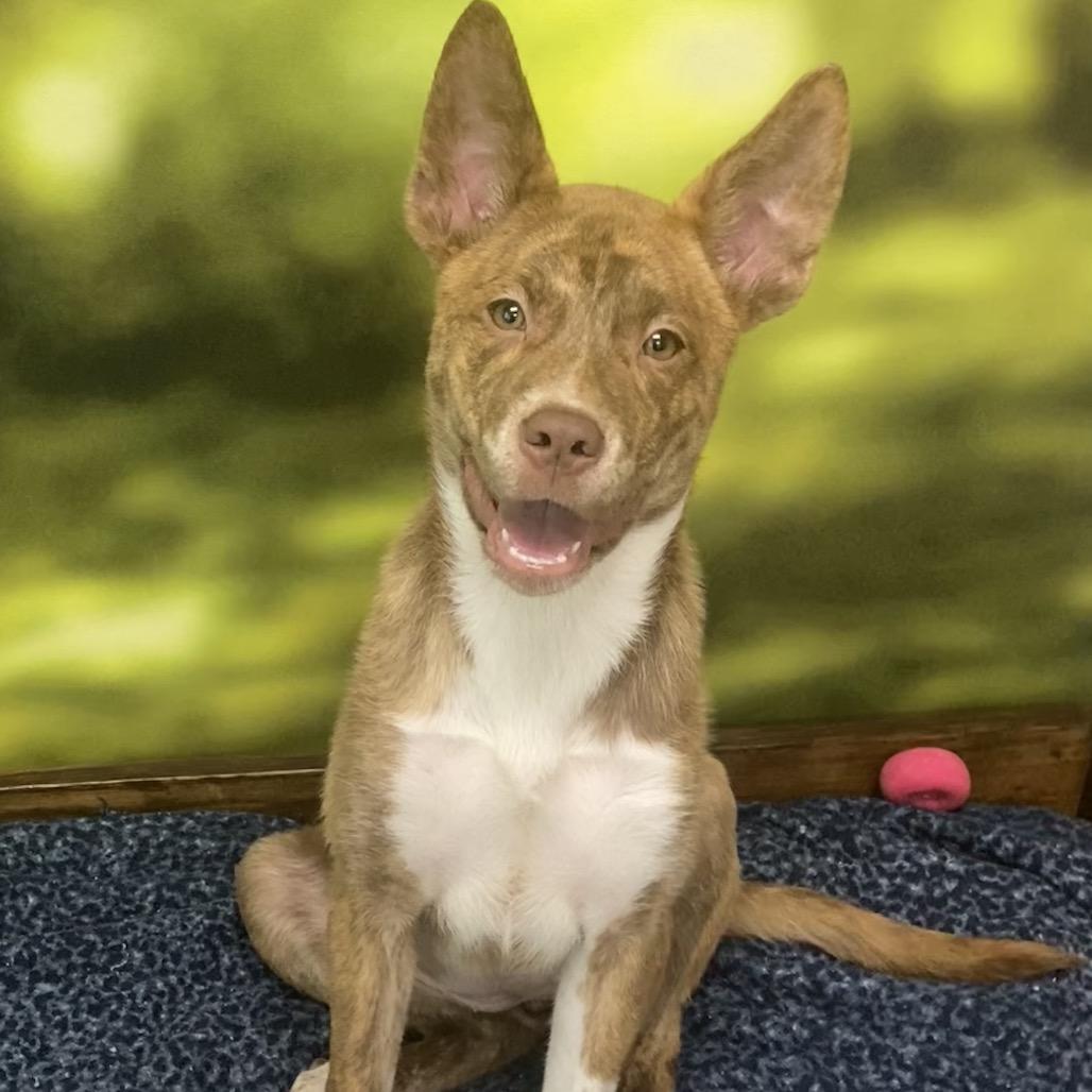 Ella, a Adoptable mixed breed in Auburn, NH image 3/5