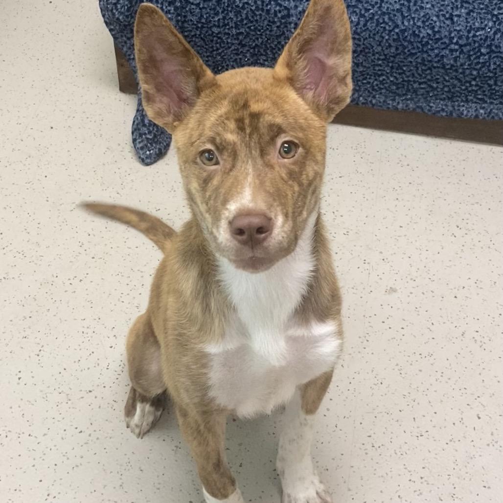 Ella, a Adoptable mixed breed in Auburn, NH image 4/5