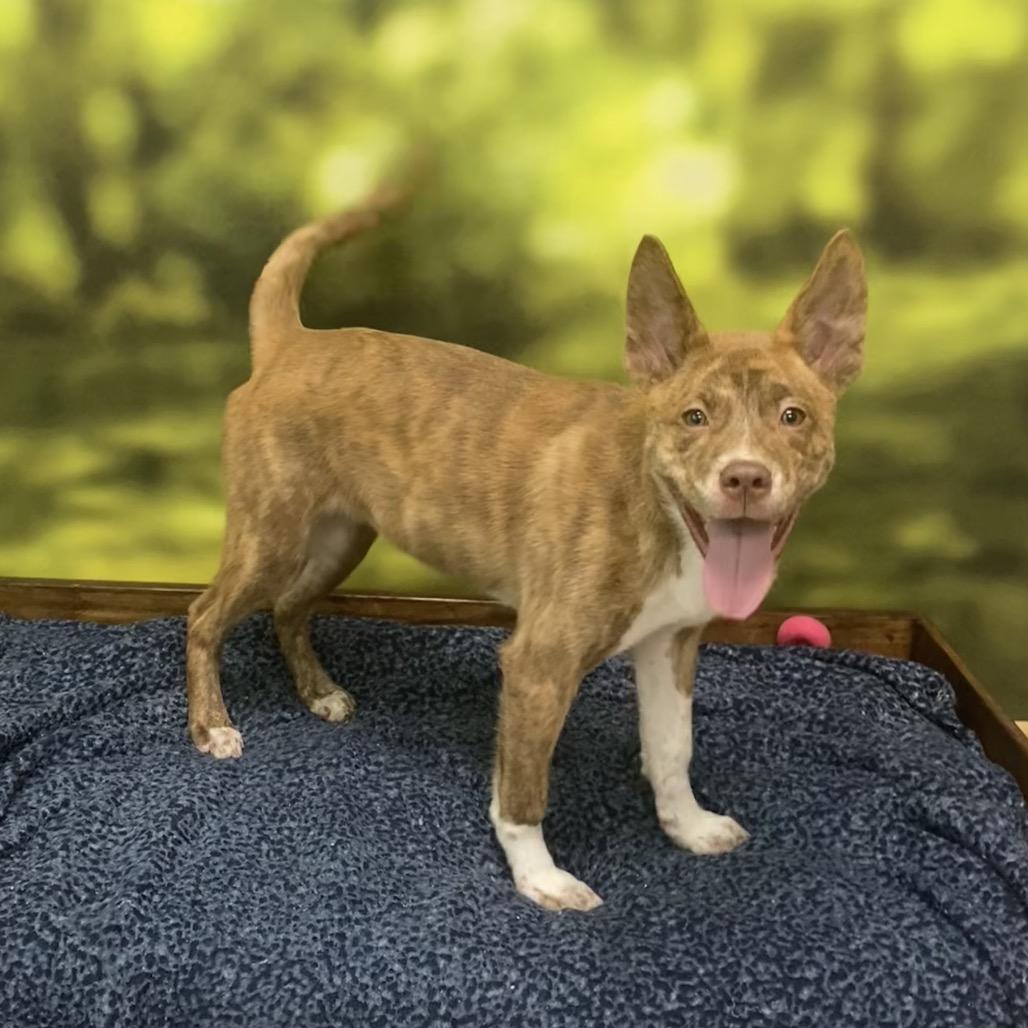 Ella, a Adoptable mixed breed in Auburn, NH image 5/5