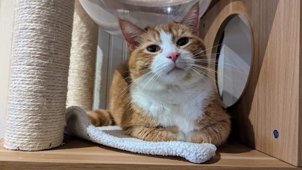 Dexter, Adoptable, Adult Male Domestic Short Hair.