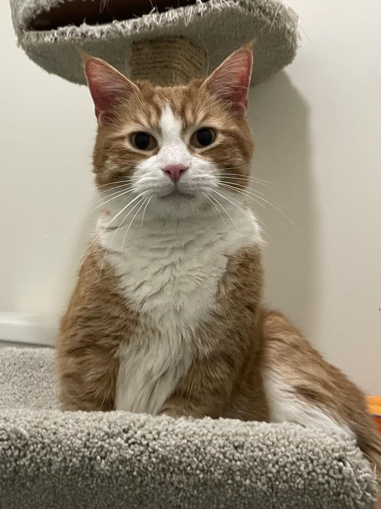 Enlarge Dexter, a Adoptable Domestic Short Hair in Lewisburg, PA image 2/5