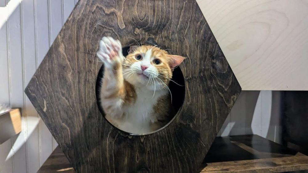 Enlarge Dexter, a Adoptable Domestic Short Hair in Lewisburg, PA image 3/5