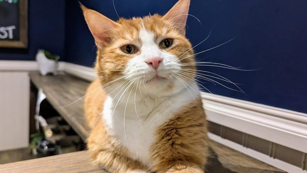 Enlarge Dexter, a Adoptable Domestic Short Hair in Lewisburg, PA image 4/5