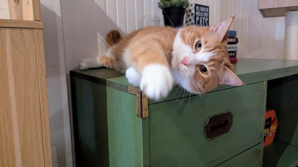 Enlarge Dexter, a Adoptable Domestic Short Hair in Lewisburg, PA image 5/5