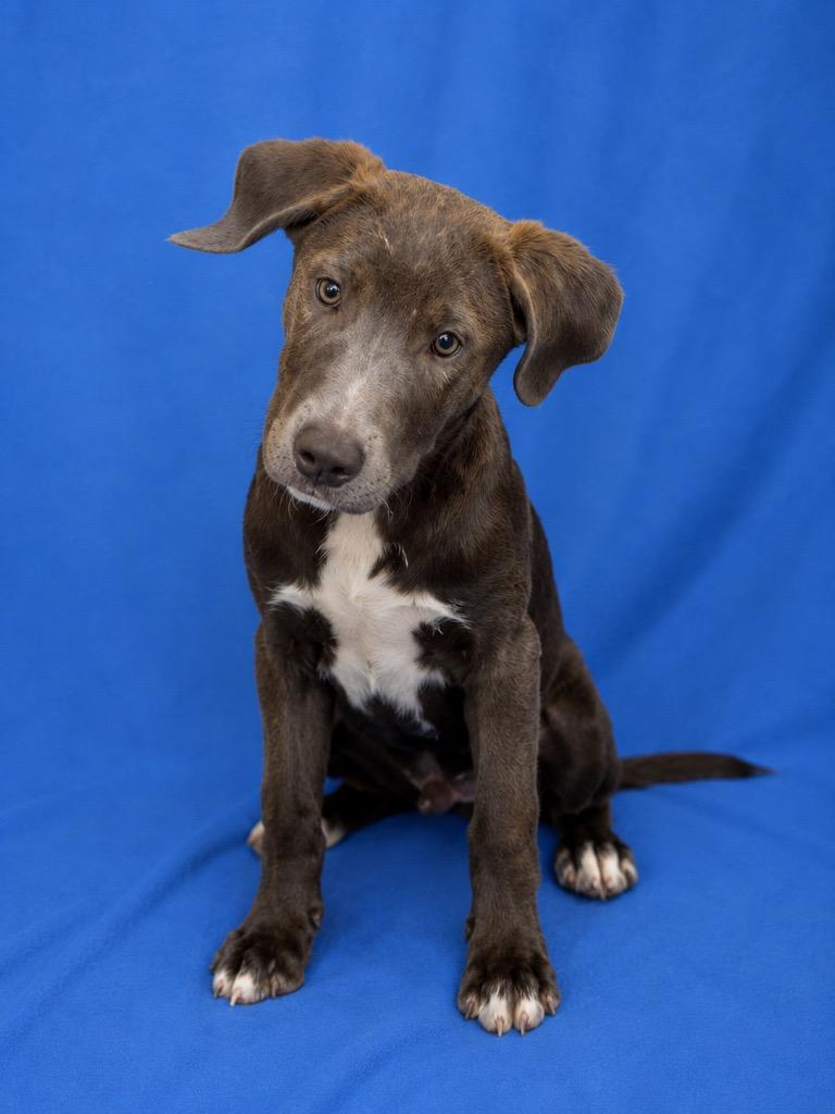 6 7, Adoptable, Puppy Male Hound.
