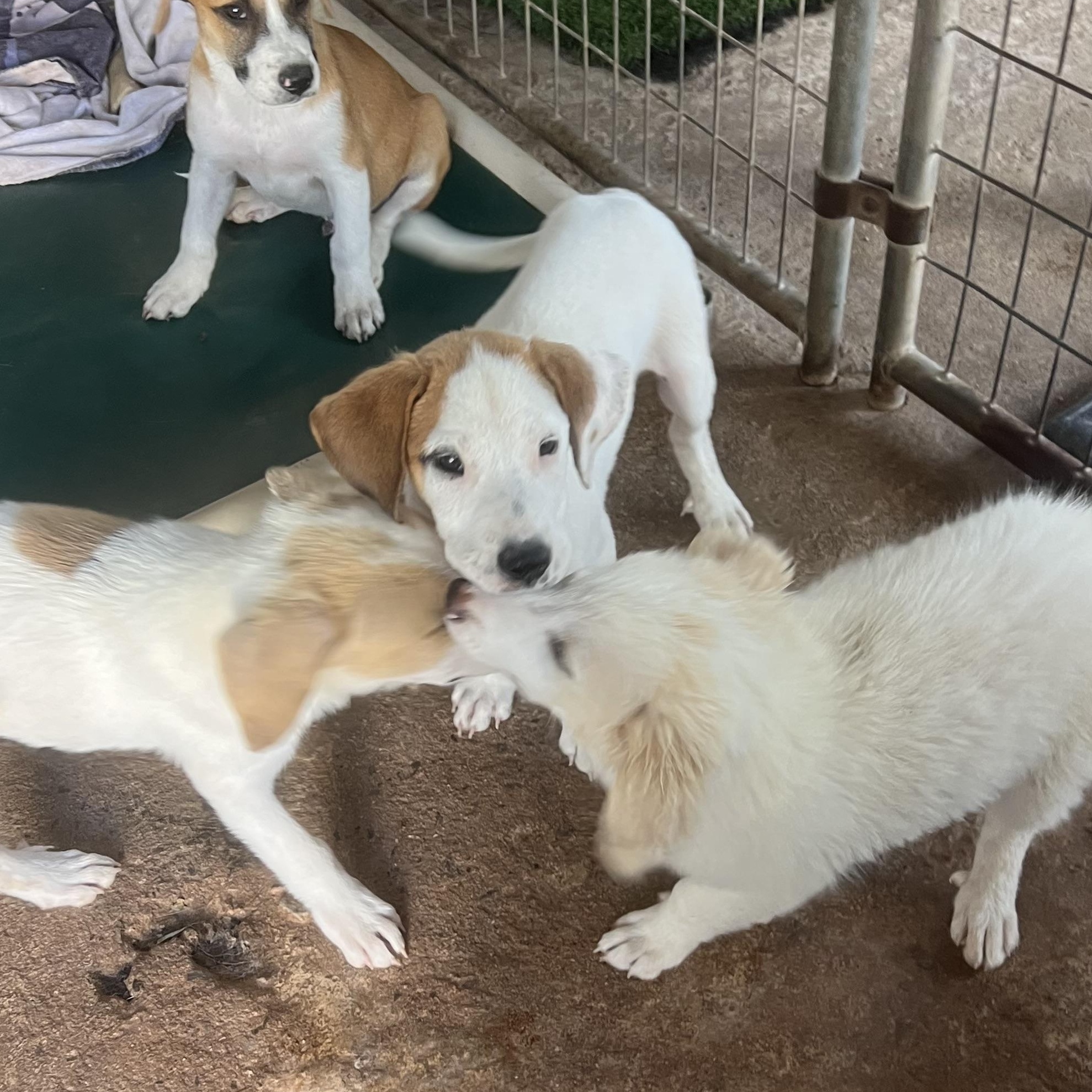 Enlarge Moe, a Adoptable Mixed Breed in Carnegie, OK image 2/2