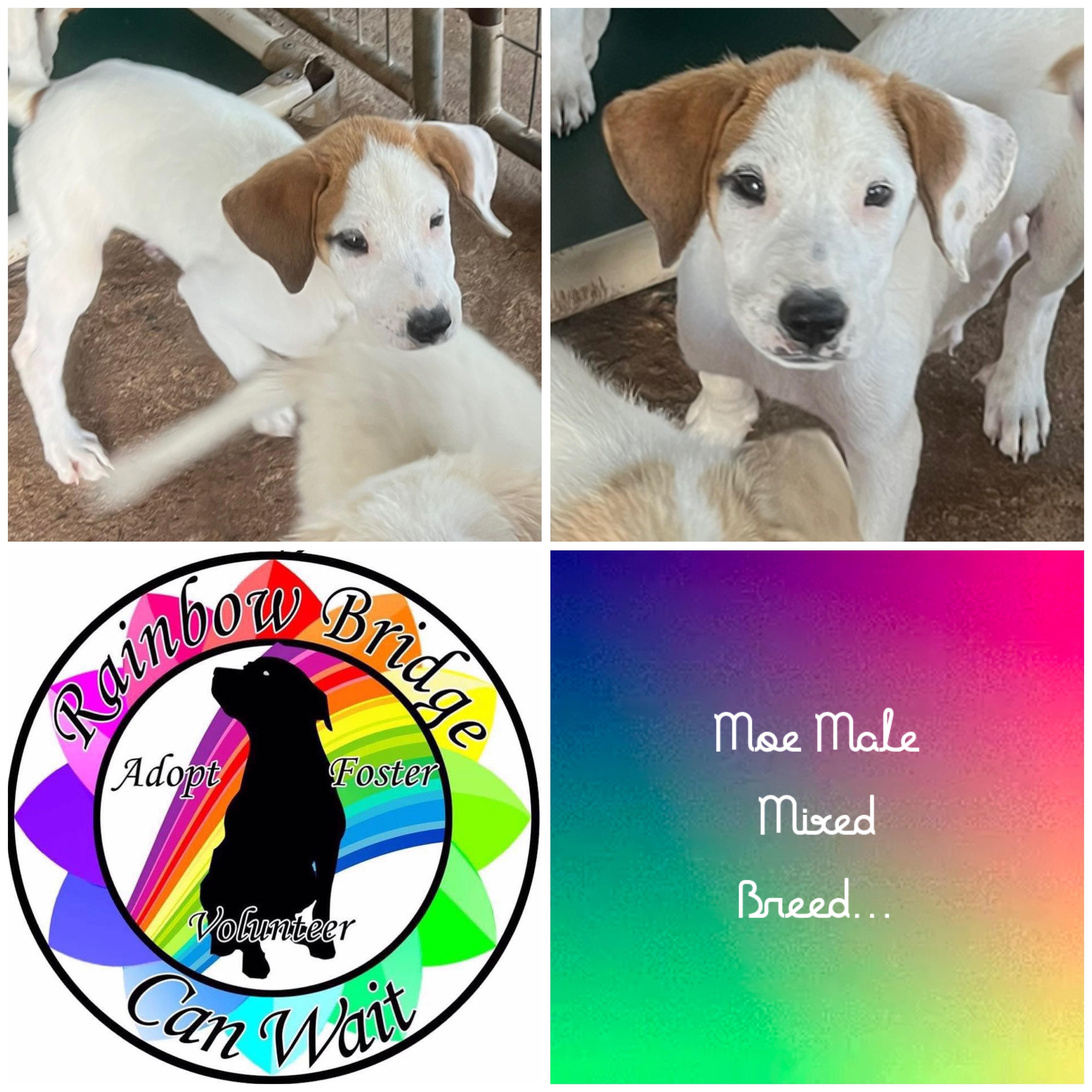 Moe, Adoptable, Puppy Male Mixed Breed.