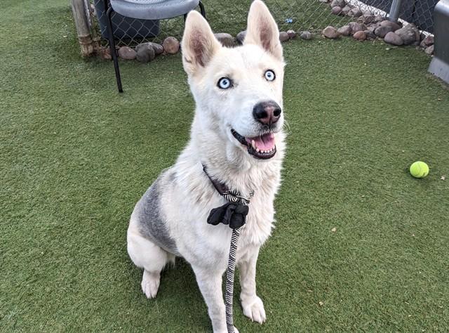 LUNA, Adoptable, Adult Female Siberian Husky & Mixed Breed.