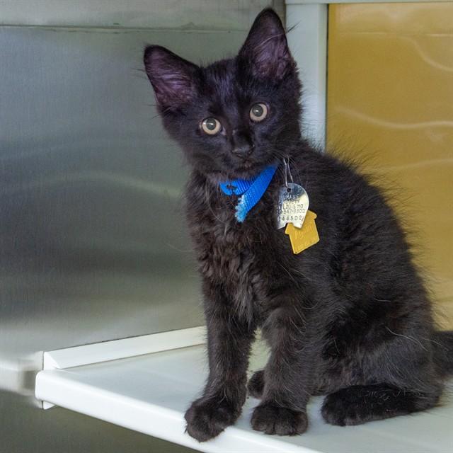 Enlarge SHADOW, a Adoptable Domestic Medium Hair in St. Louis, MO image 1/1