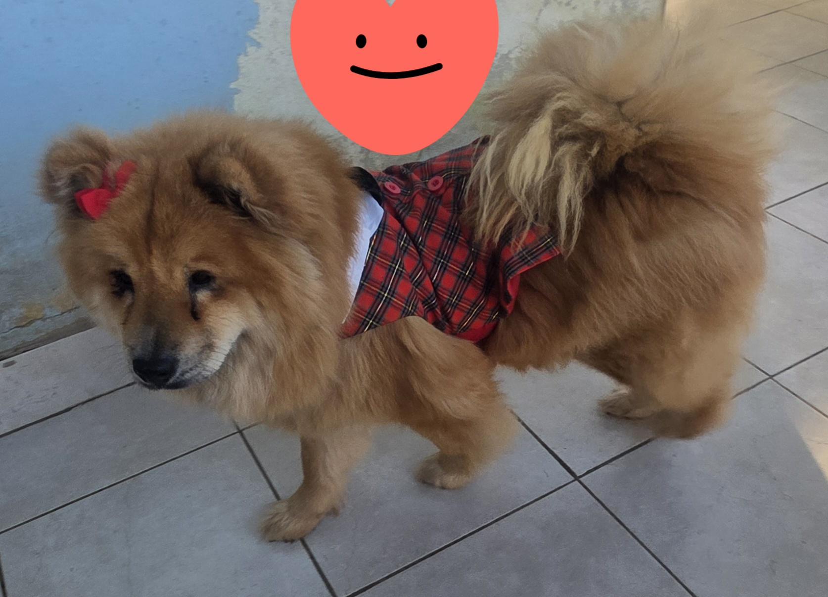 Enlarge Chia, a ADOPTABLE Chow Chow in Fallbrook, CA image 3/6