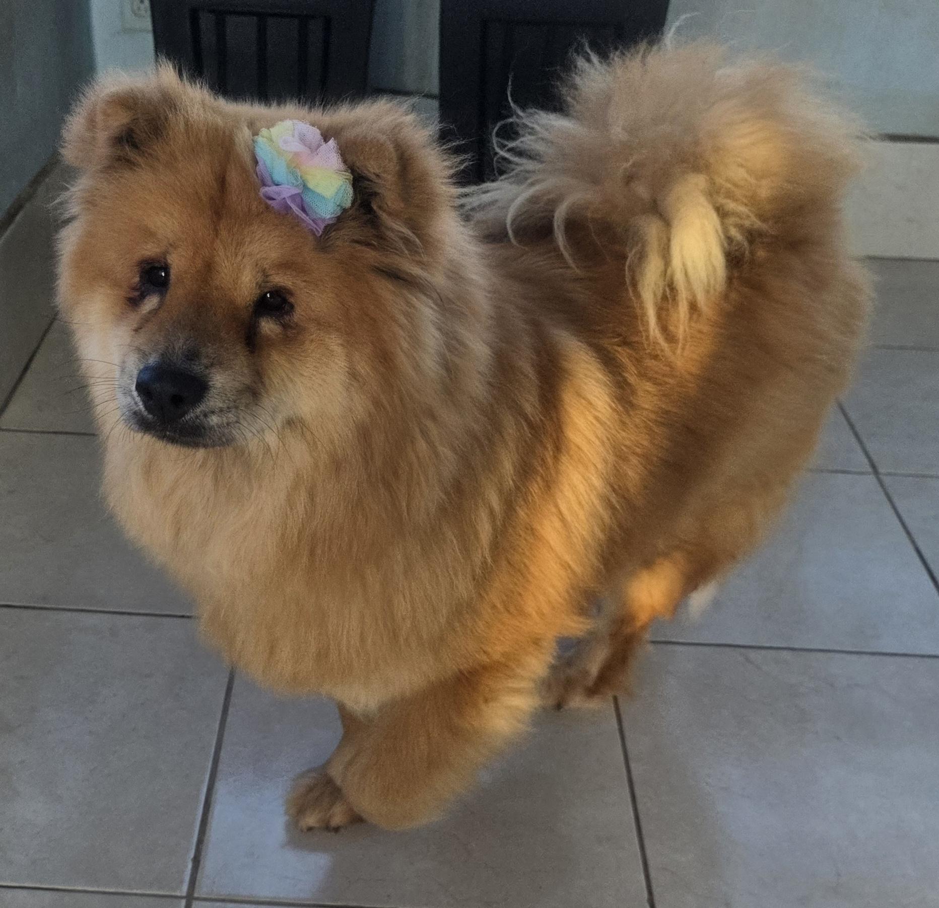 Enlarge Chia, a ADOPTABLE Chow Chow in Fallbrook, CA image 6/6