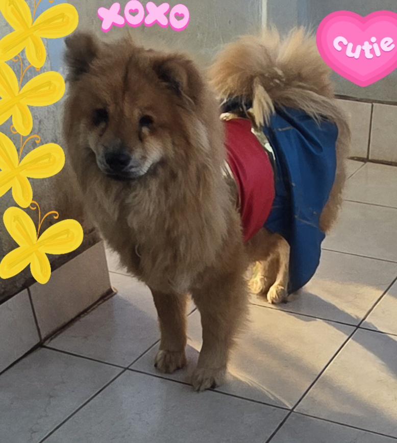 Enlarge Chia, a ADOPTABLE Chow Chow in Fallbrook, CA image 2/6