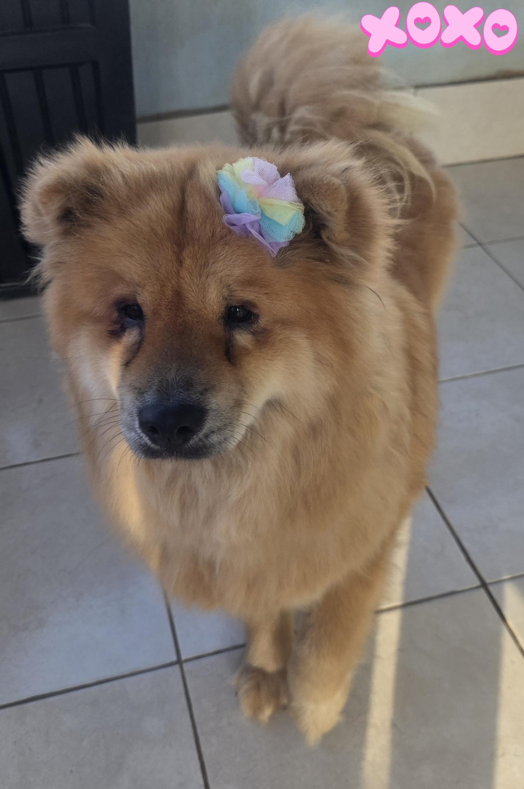 Enlarge Chia, a ADOPTABLE Chow Chow in Fallbrook, CA image 4/6