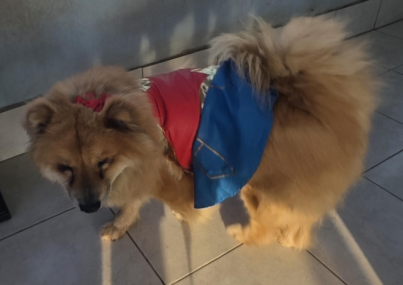 Chia, ADOPTABLE, Young Female Chow Chow.