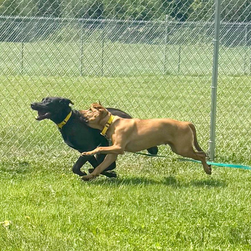 Hank, Adoptable, Puppy Male Mixed Breed.
