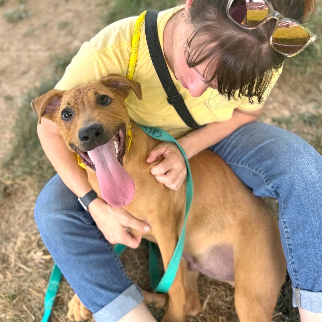 Hank, a Adoptable Mixed Breed in Hendersonville, NC image 2/6