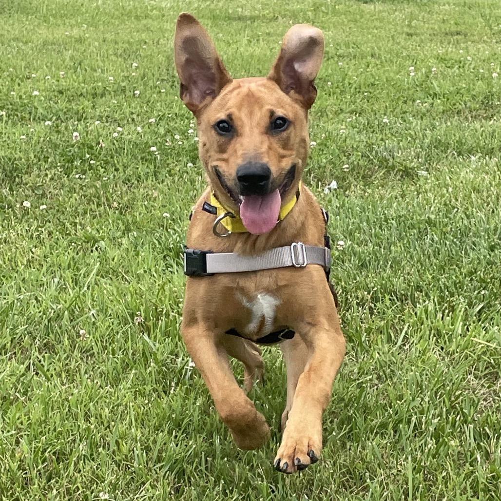Hank, a Adoptable Mixed Breed in Hendersonville, NC image 3/6