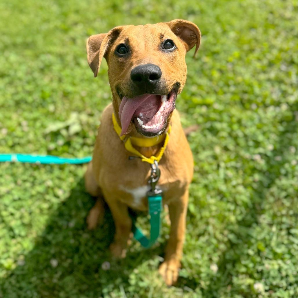 Hank, a Adoptable Mixed Breed in Hendersonville, NC image 4/6