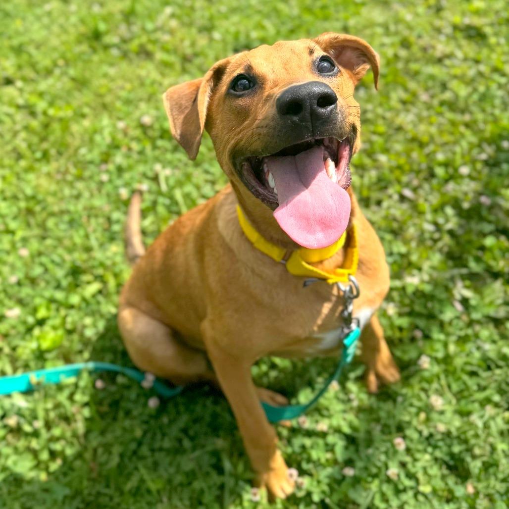 Hank, a Adoptable Mixed Breed in Hendersonville, NC image 5/6