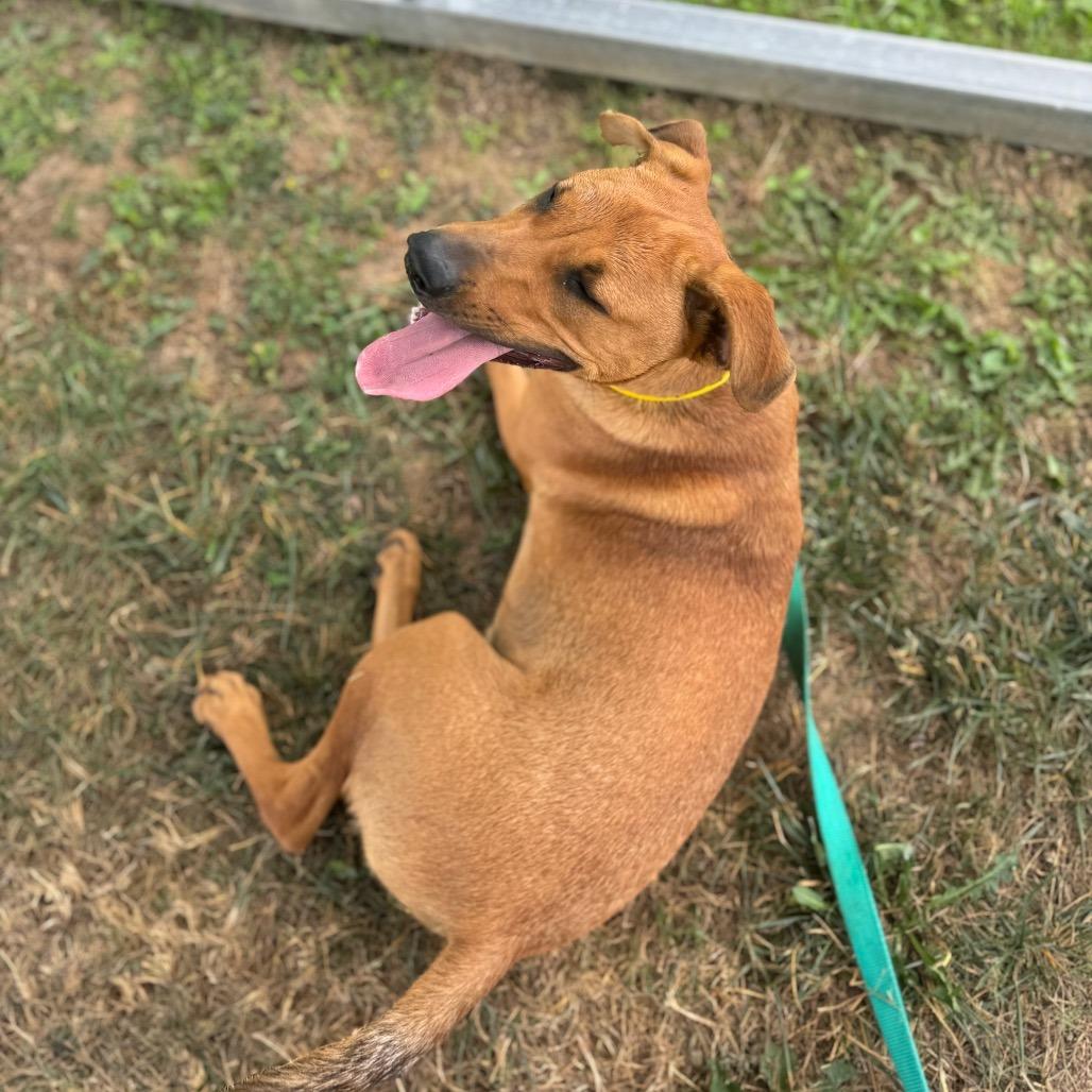 Hank, a Adoptable Mixed Breed in Hendersonville, NC image 6/6