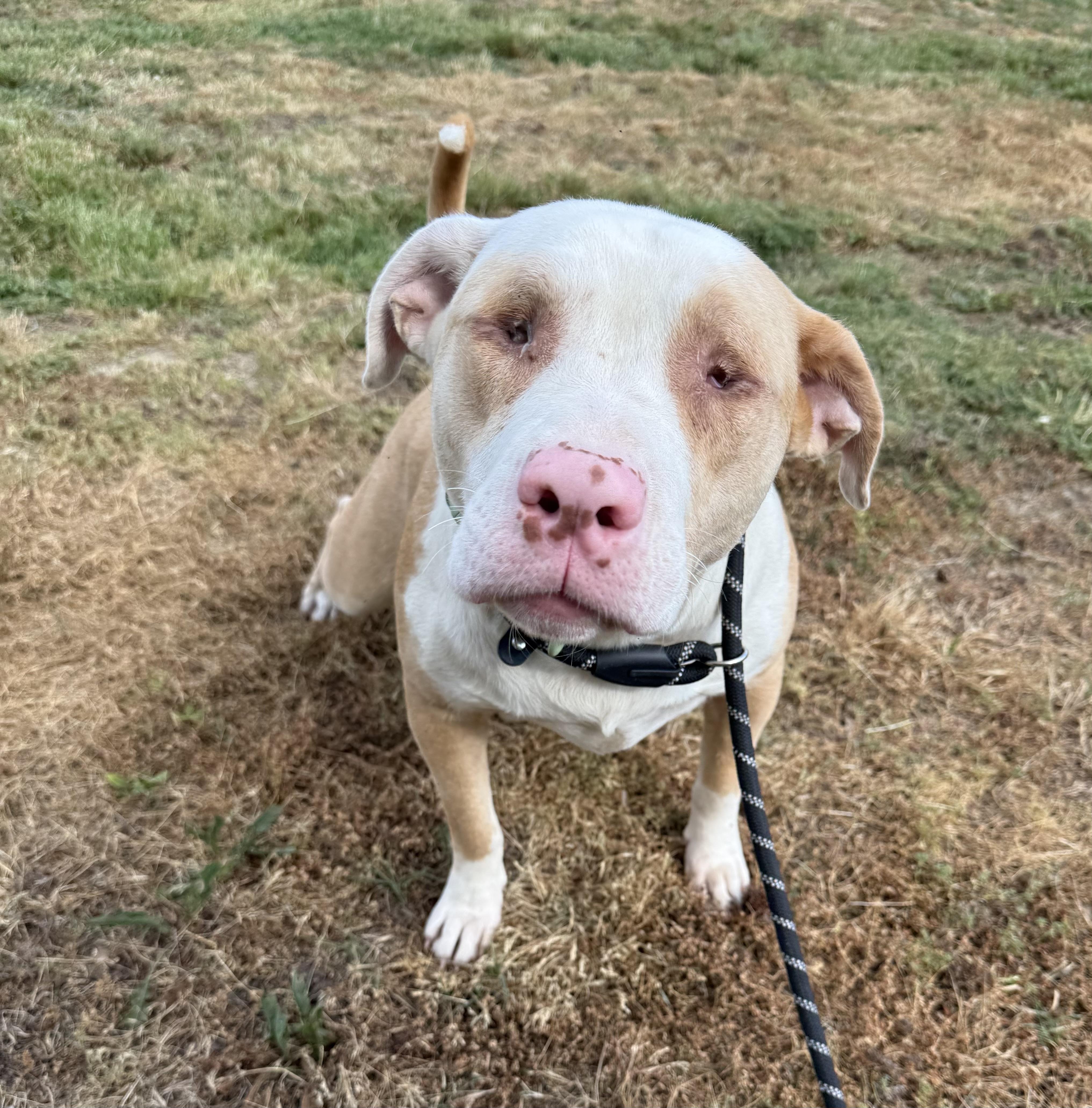 Enlarge Moonie- Happiest, sweetest, most cuddly boy who just happens to be blind., a Adoptable Mixed Breed in chicago, IL image 3/4