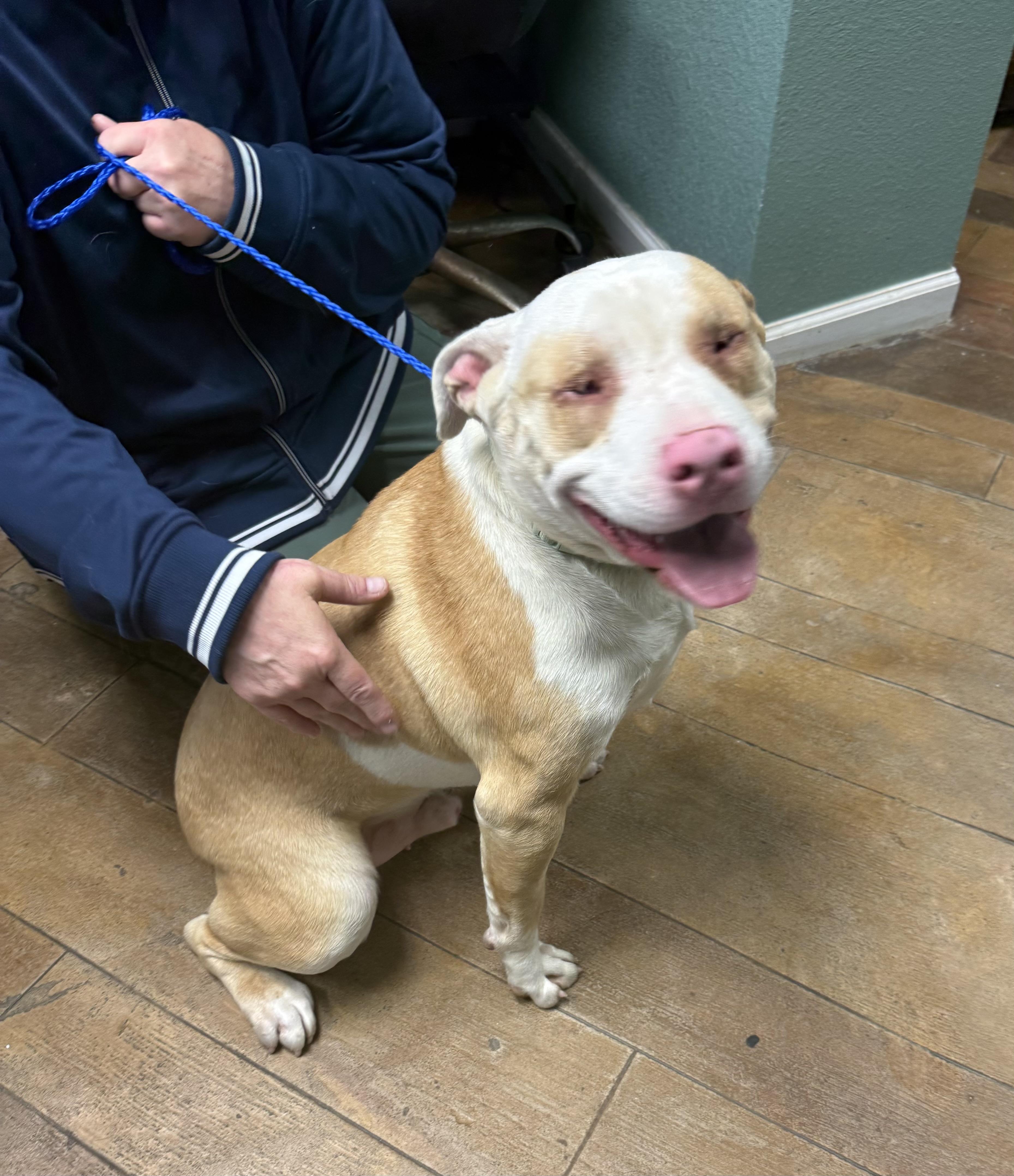 Moonie- Happiest, sweetest, most cuddly boy who just happens to be blind., Adoptable, Adult Male Mixed Breed.